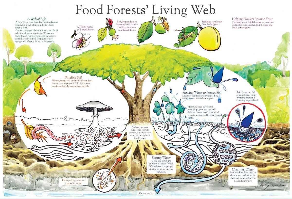 Sponsor a Tree - The Green Roots Project
